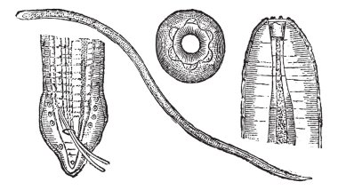 spiruroid solucan veya spirocerca lupi, antika gravür