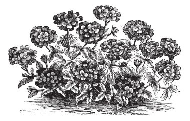Verbena veya Mine çiçeği veya verbena sp., vintage oyma