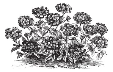 Verbena or Vervain or Verbena sp., vintage engraving clipart