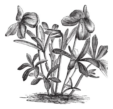 Birdsfoot Violet or Viola pedata, vintage engraving clipart