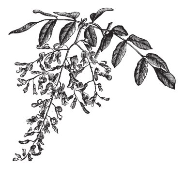 American Yellowwood or Cladrastis kentukea, vintage engraving clipart