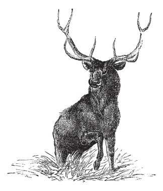 Elk or Wapiti or Cervus canadensis, vintage engraving clipart