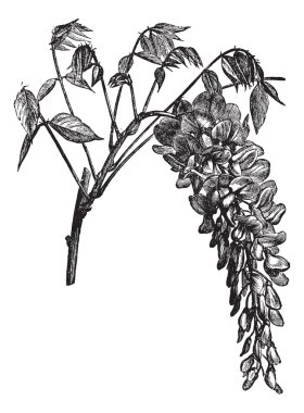 Wisteria sinensis or Chinese Wisteria vintage engraving clipart