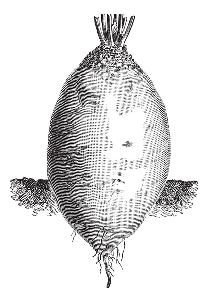 La forma ovoidale Barbabietola gialla o incisione Beta vulgaris vintage — Vettoriale Stock