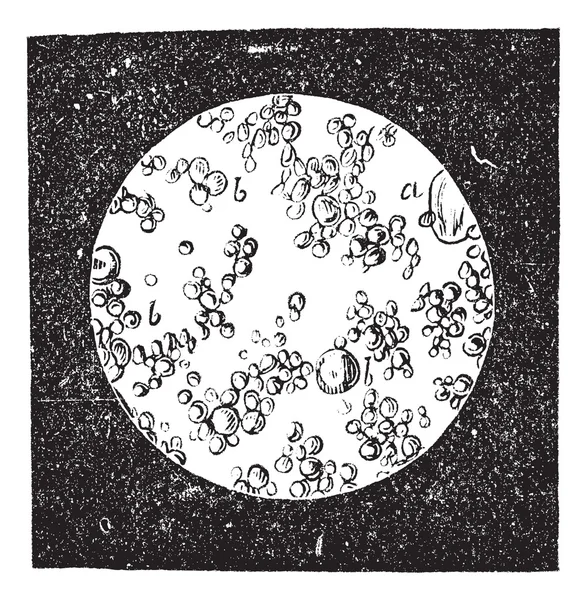 Fresh butter under microscope vintage engraving — Stock Vector
