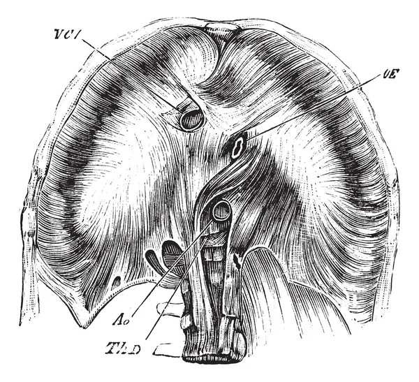 Diaphragme thoracique humain, illustration gravée vintage — Image vectorielle