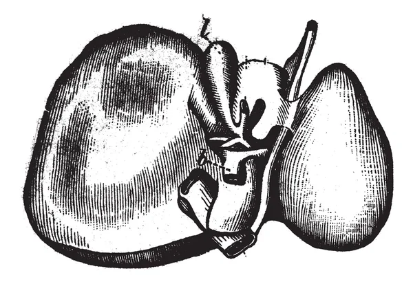 Hígado humano, ilustración grabada vintage — Vector de stock