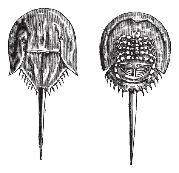 Caranguejos em ferradura nas Molucas. - 1, superfície inferior 2. superfície superior —  Vetores de Stock