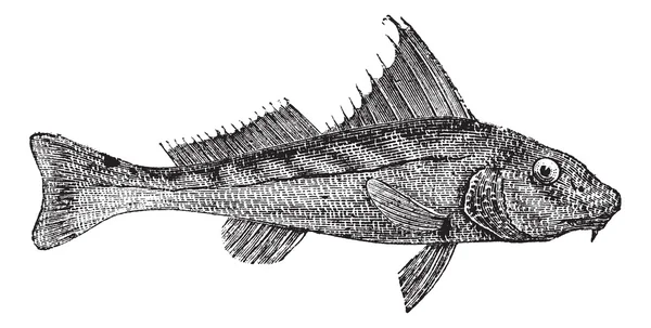 Kingcroakers or kingfish, vintage engraving. — Stock Vector