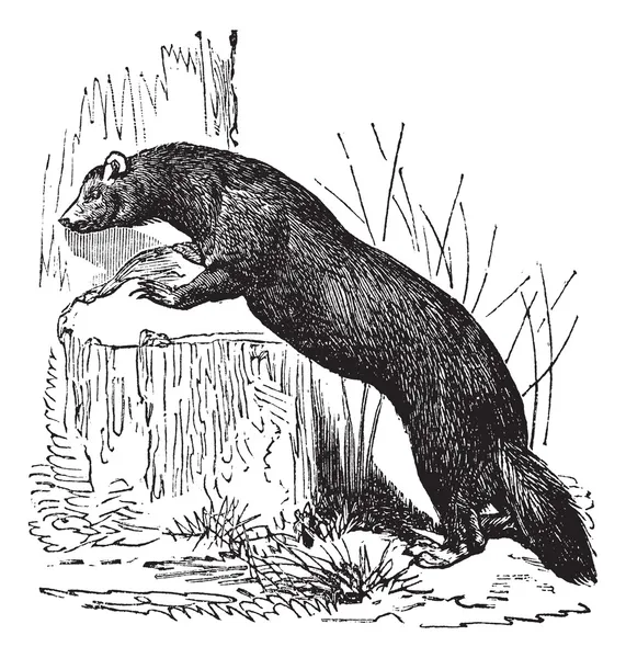 Европейский polecat (Mustela putorius) или черный polecat, винтаж en — стоковый вектор