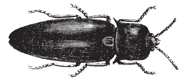 Ateş böceği veya cucujo (pyrophorus noctilucus), antika gravür — Stok Vektör