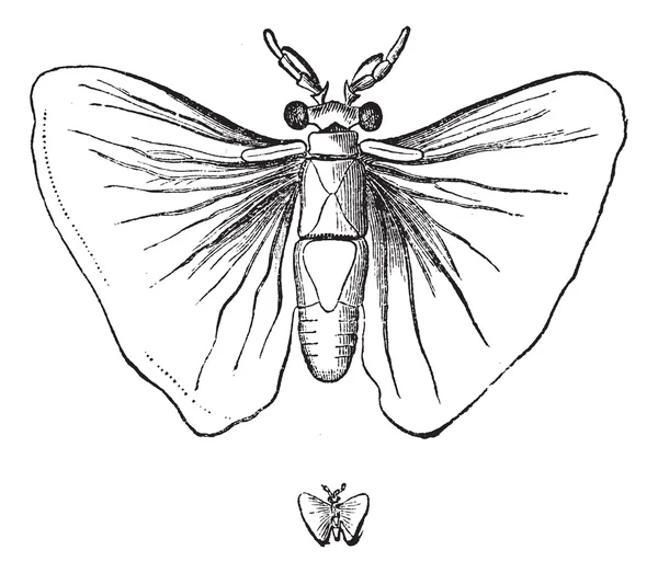 Stylops alterrimus (mâle), grandeur nature et poids, gravures vintage — Image vectorielle