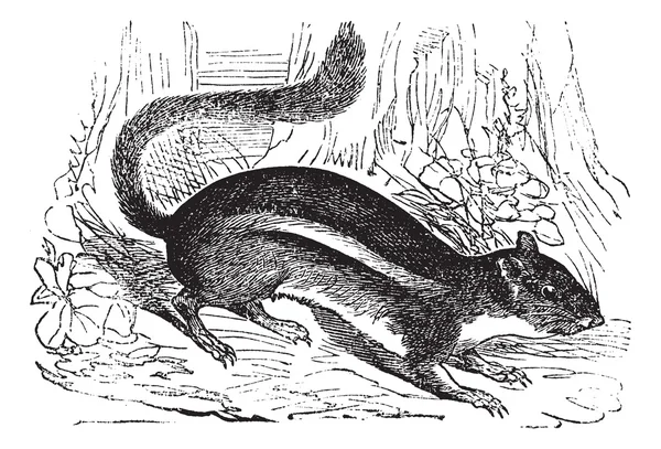 地松鼠 (tamias 体） 或东部的花栗鼠，复古 — 图库矢量图片