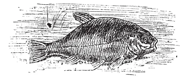 Ortak Kadife balığı (cyprinus tinca), antika gravür. — Stok Vektör