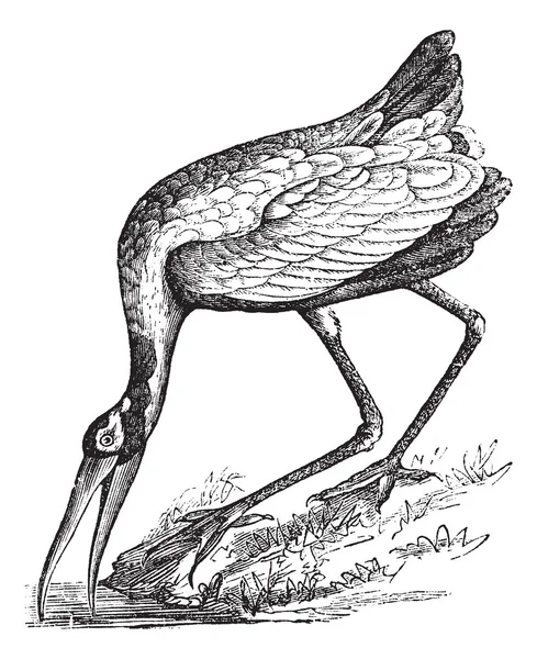 Wood Stork (Tantalus loculator) or Mycteria americana, vintage e — Stock Vector