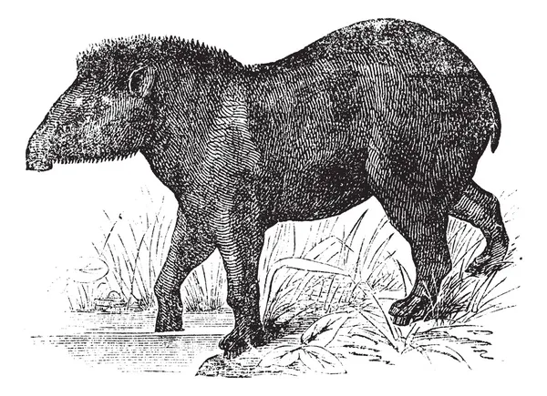 アメリカバク (tapirus americanus) ビンテージ彫刻. — ストックベクタ