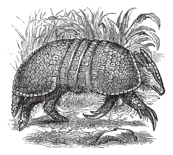 Armadillo gigante (Dasypus gigas), grabado vintage . — Archivo Imágenes Vectoriales