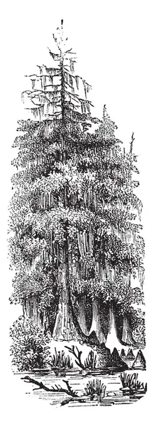 Distico taxodier (Taxodium distichum) o cipresso calvo, annata e — Vettoriale Stock