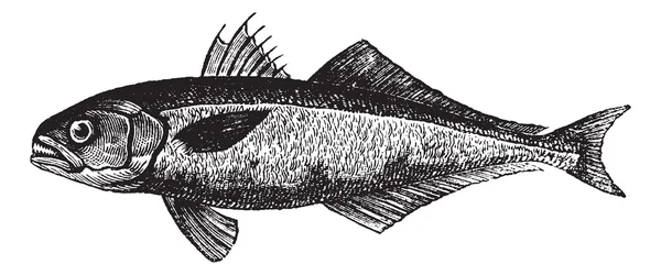 De bluefish (pomatomus saltatrix) of op maat, vintage gravure. — Stockvector
