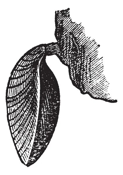 Brachiopod, винтажная гравировка — стоковый вектор