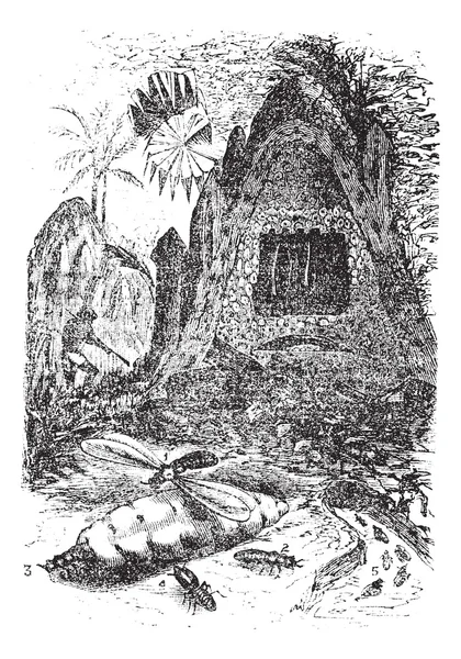 Termite belliqueuse (termes bellicosus) et son nid. - 1. hommes, 2, f — Image vectorielle