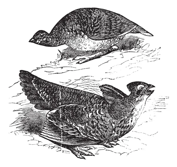 Tetras heeft vinnen op prairie kippen (tetrao cupido), vrouwelijke (terug naar boven — Stockvector