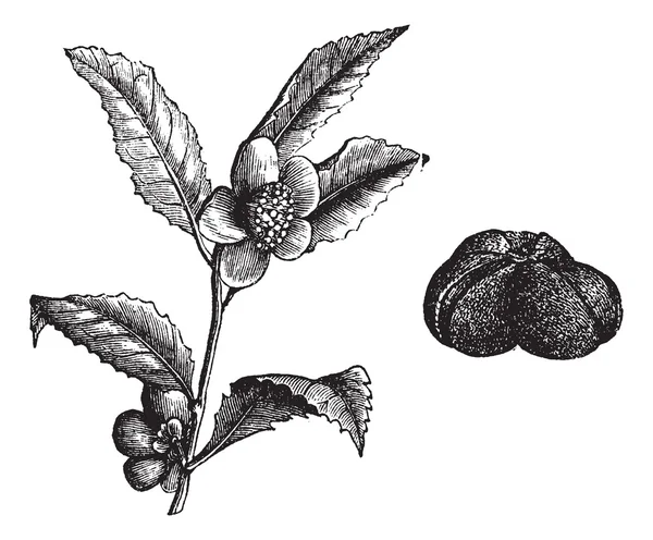 (camellia thea) eller camellia, vintage gravyr. — Stock vektor