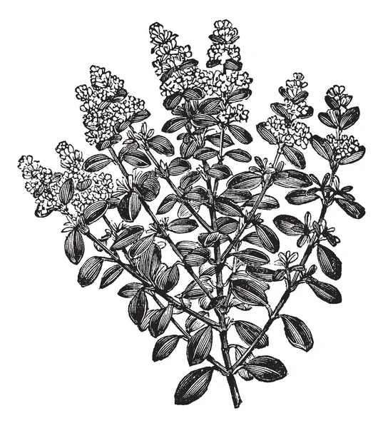 Thymus serpyllum oder Brecklandthymian, Vintage-Gravur. — Stockvektor