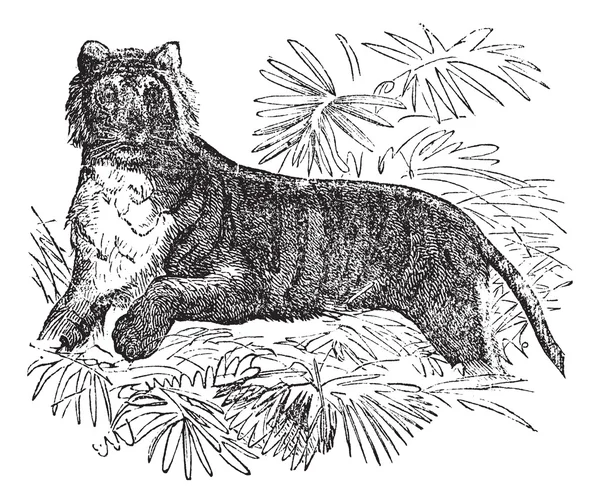 Kaplan (felis Dicle veya panthera tigris, antika gravür. — Stok Vektör