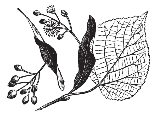 Linden blad, bloem en fruit, vintage gravure. — Stockvector