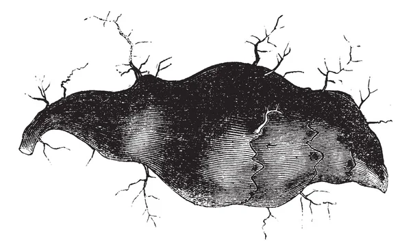 Jerusalem artischocke (helianthus tuberosus) oder sonnenwurzel, jahrgang e — Stockvektor