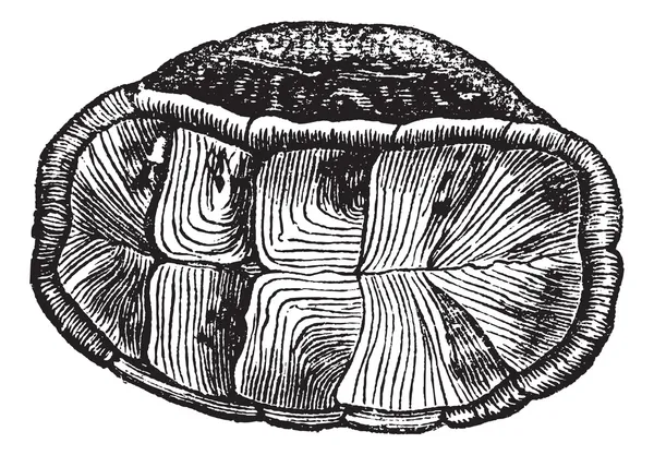 Concha de la tortuga caja (cistudo Virginia), grabado vintage . — Vector de stock