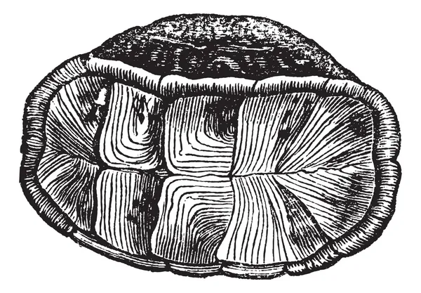 Conchiglia della scatola tartaruga (cistudo Virginia), incisione vintage . — Vettoriale Stock