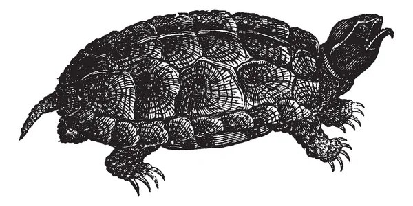 Geschnitzte Schildkröte (glyptemys insculpta) oder Holzschildkröte, vintage en — Stockvektor