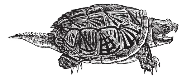 Yapışma kaplumbağa (chelydra serpentina), antika gravür. — Stok Vektör