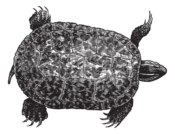 Red-bellied schildpad (ptychemys rugosa), vintage gravure. — Stockvector
