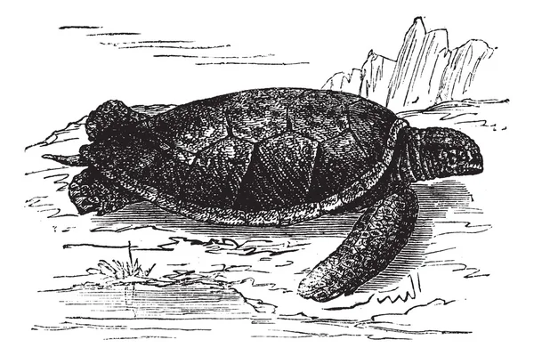 Green Sea Turtle or Chelonia mydas, vintage engraving — Stock Vector