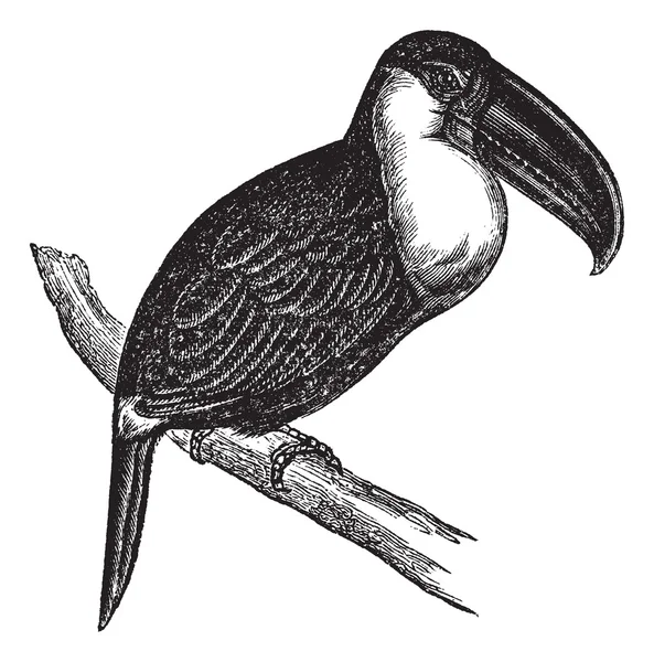 글자 Aracari 또는 Pteroglossus inscriptus, 빈티지 조각 — 스톡 벡터