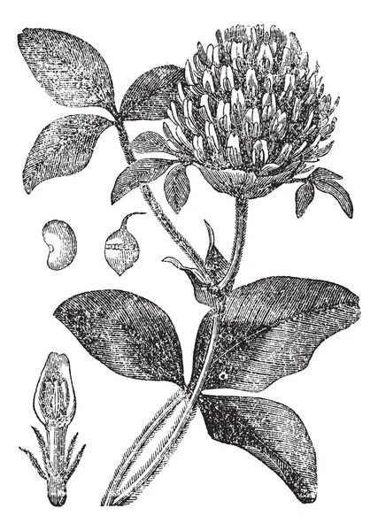 Красный клевер или Trifolium pratense, винтажная гравировка — стоковый вектор