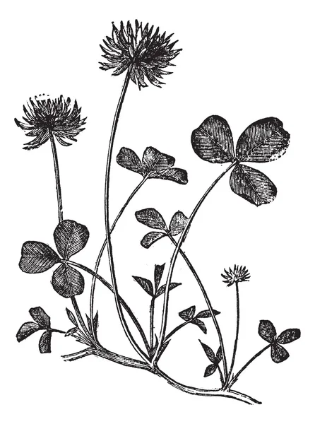 Weißklee oder Trifolium repens, Vintage-Gravur — Stockvektor
