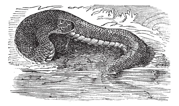 Медноголовый или Agkistrodon contortrix, винтажная гравировка — стоковый вектор