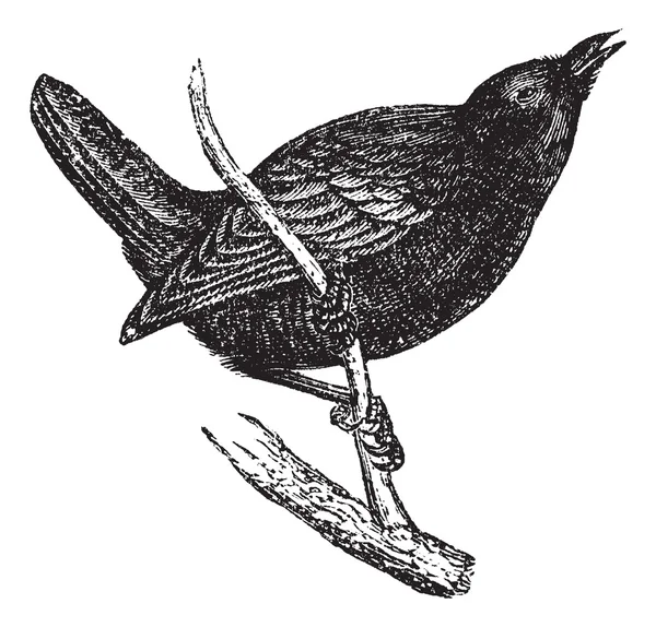 Wren or Troglodytes sp., vintage engraving — Stock Vector