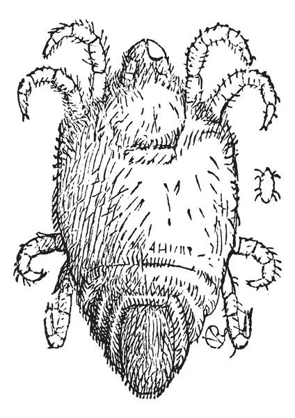 Mite ou Trombidium sp., gravure vintage — Image vectorielle