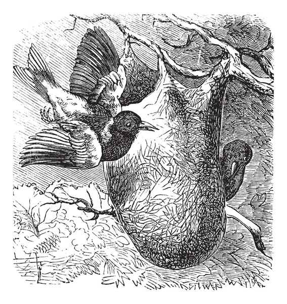巴尔的摩金莺或黄疸 galbula，复古雕刻 — 图库矢量图片