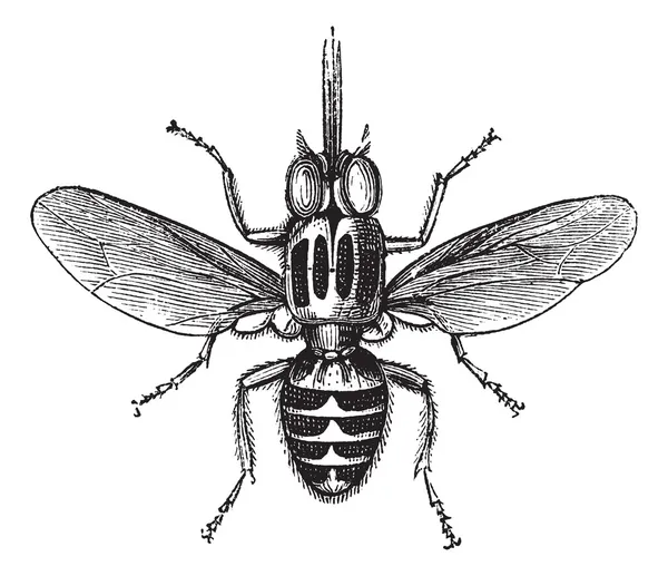 Tsetse Fly или Glossina sp., винтажная гравировка — стоковый вектор