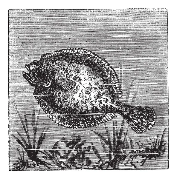 Plie rouge ou Platichthys flesus, gravure vintage — Image vectorielle