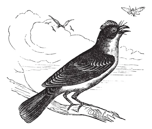 Eastern Kingbird or Tyrannus tyrannus, vintage engraving — Stock Vector