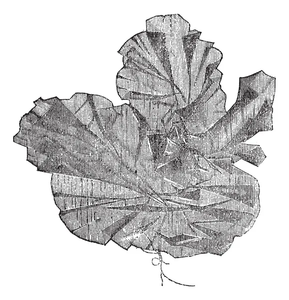 Aonori of ulva latissima, vintage gravure — Stockvector