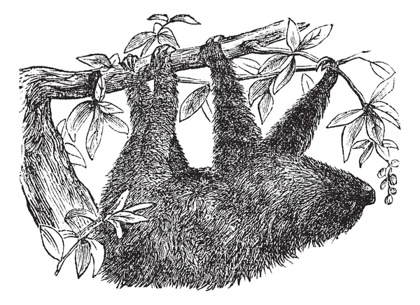 Sloth à deux doigts ou Choloepus didactylus, gravure vintage — Image vectorielle