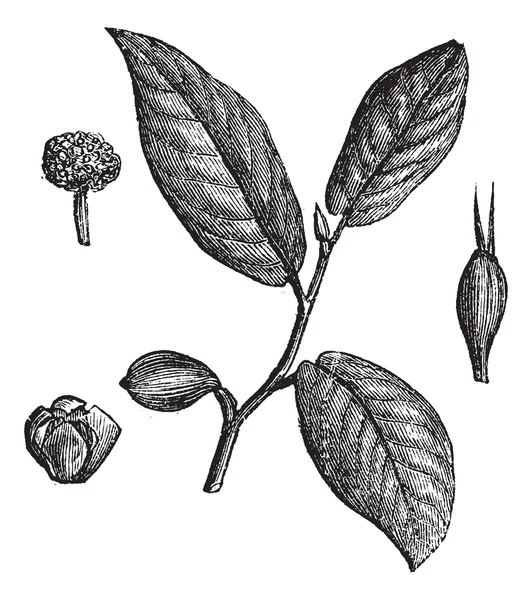 Árbol Flecha Venenosa o Toxicaria Antiaris, grabado vintage — Archivo Imágenes Vectoriales